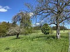 Streuobstwiese - Bussard