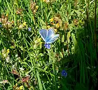 Hauhechel-Bläuling (Polyommatus icarus) - Exkursionsfoto 3.6.23