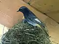 Hausrotschwanz (Phoenicurus ochruros) Männchen