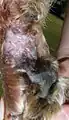 Hauttransplantation bei einem Hund (Meshgraft), drei Wochen nach der Operation