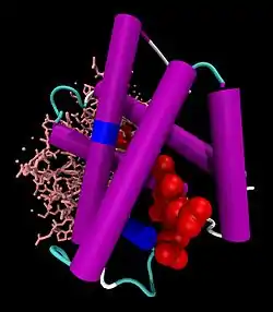 Hämoglobin α-Untereinheit