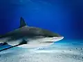 Kopf und Rumpf eines Karibischen Riffhais nahe Bahamas