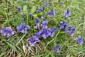 Quendelblättrige Kreuzblume (Heath milkwort)