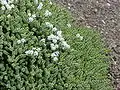 Veronica buchananii, Syn.: Hebe buchananii