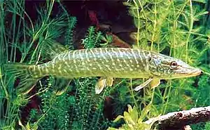 Hecht(Esox lucius)