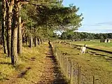 Hedderwick Hill Plantation
