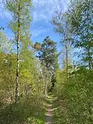 Heide-Weg mit Kiefer und Sandbirken
