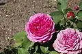 ‘Heidi-Klum-Rose’, Tantau 2006