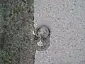 In den Betonboden eingelassene Halteöse auf dem Vorfeld der ehemaligen Einfliegehalle im Werk II