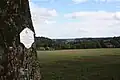Baum Nr. 38 im mittleren Bereich der Allee