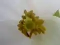 Detailaufnahme der Blüte von Heliamphora nutans