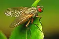 Helina depuncta
