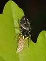 Weibchen mit erbeuteter Spitzkopfzikade.