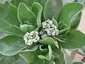 Samtblatt (Heliotropium arboreum)
