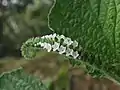 Heliotropium indicum