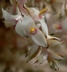 Zygomorphe Blüten