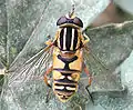 Weibchen