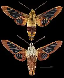 Hemaris thysbe