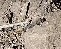 Hemiphyllodactylus arakuensis