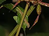 Hemiphyllodactylus pardalis
