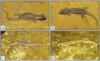 Hemiphyllodactylus simaoensis