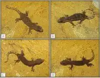 Hemiphyllodactylus yanshanensis