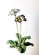 Primula, 1842