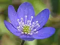 Leberblümchen(Hepatica nobilis)