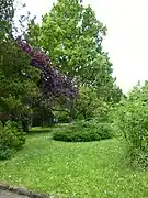 Ess-Kastanie