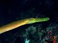 Pazifischer Trompetenfisch