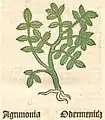Herbarius Moguntinus  1484 agrimonia