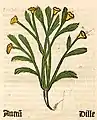 Herbarius Moguntinus 1484