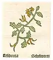 Herbarius Moguntinus 1484