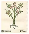 Herbarius moguntinus 1484 Diptam