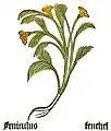 Herbarius Moguntinus 1484