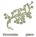 Teil I, Kapitel 59 Glechome hederacea