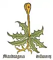 Teil I, Kapitel 94 Mandragora officinarum