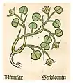 Herbarius Moguntinus 1484