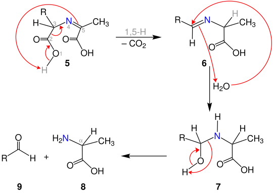 Reaktionsmechanismus der Herbst-Engel-Transaminierung, b