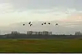Abend in den Hergershäuser Wiesen, fliegende Graugänse (2011)