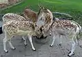 Fünf Damhirsche im Tierpark im Jahre 2013