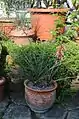 Hesperaloe parviflora subsp. bechtoldii in Kultur