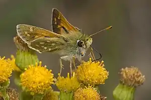 Komma-Dickkopffalter (Hesperia comma)