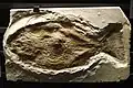 Heterostrophus latus