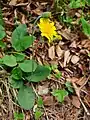 Hieracium hypochoeroides subsp. jenzigense (Bornm. & Zahn) Greuter