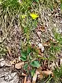 Hieracium hypochoeroides subsp. parvimaculatum (Joch.Müll.) Greuter