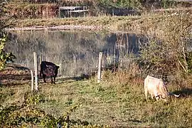 Schottisches Hochlandrinder zur Bodenpflege