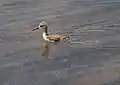 Küken