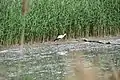 Ein Storch sucht am Altrheinarm nach Futter.
