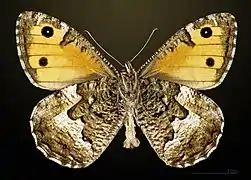 ♂ △